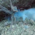 Göç yolundaki denizanaları çıyanların avı oldu