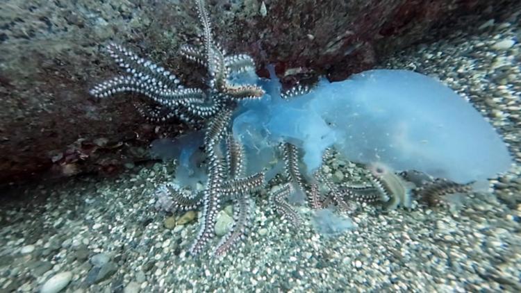 Göç yolundaki denizanaları çıyanların avı oldu