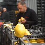 Armut ve ayvada ihracat hareketliliği