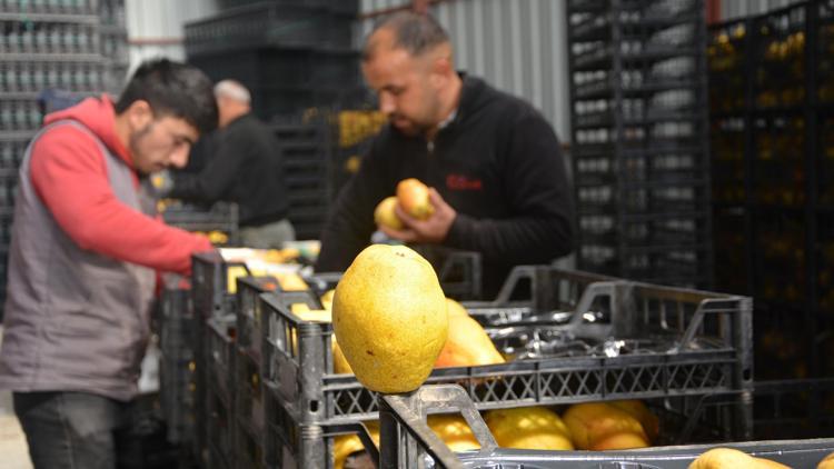 Armut ve ayvada ihracat hareketliliği