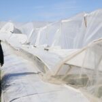 Uçuş trafiğini aksatan dolu, tarım alanlarına zarar verdi