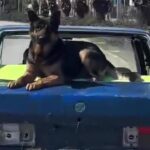 Hurda otomobiliyle, üzerinde köpekle kilometrelerce yol gitti