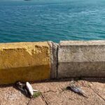 Balon balıkları için karada ölüm uyarısı