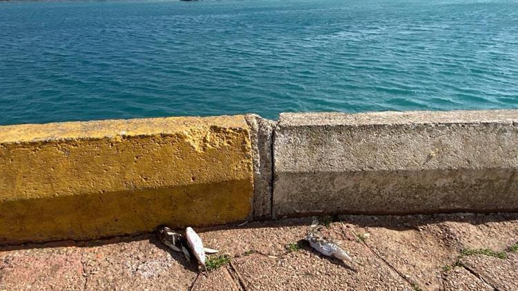 Balon balıkları için karada ölüm uyarısı