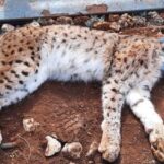 Nesli tehlike altındaki Balkan vaşağına, Türkiyede ilk kez uydu verici takıldı