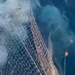 Akdenizde ağları yırtan denizanaları için uyarı