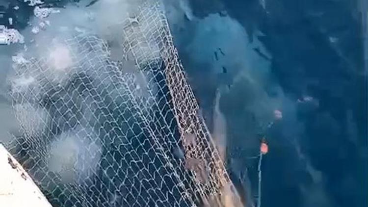 Akdenizde ağları yırtan denizanaları için uyarı