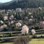 Akseki'de badem ağaçları çiçek açtı