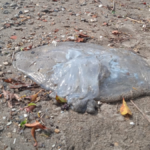 Alanya'da ölü denizanaları sahile vurdu