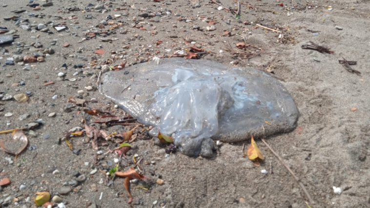 Alanya'da ölü denizanaları sahile vurdu