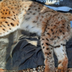 Balkan Vaşağı'na uydu verici takıldı