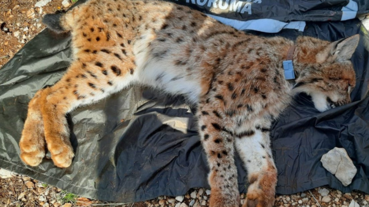 Balkan Vaşağı'na uydu verici takıldı