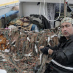 Balon balığı bu kez balıkçıların yüzünü güldürdü