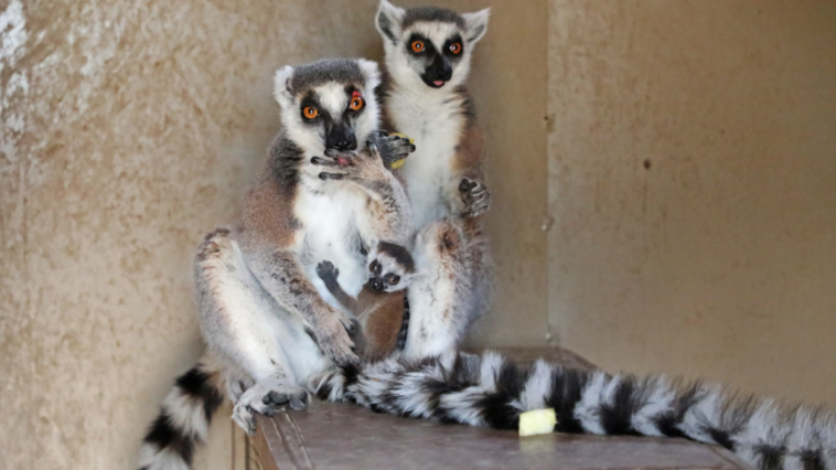 Doğal yaşam alanında bahar bereketi