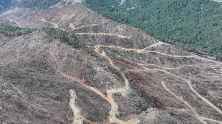 Kemer'de kül olan orman tohum takviyesi eski haline döndürülüyor