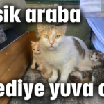 Klasik araba 4 kediye yuva oldu