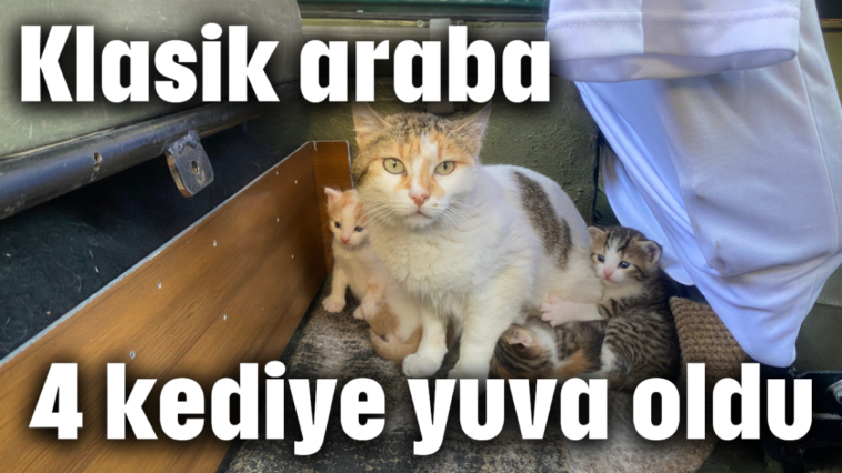 Klasik araba 4 kediye yuva oldu