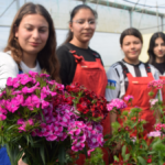 Liseliler okul bahçesinde kesme çiçek üretti