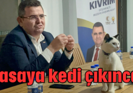 Masaya kedi çıkınca!