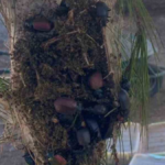 Terminatör böcekler işbaşında!