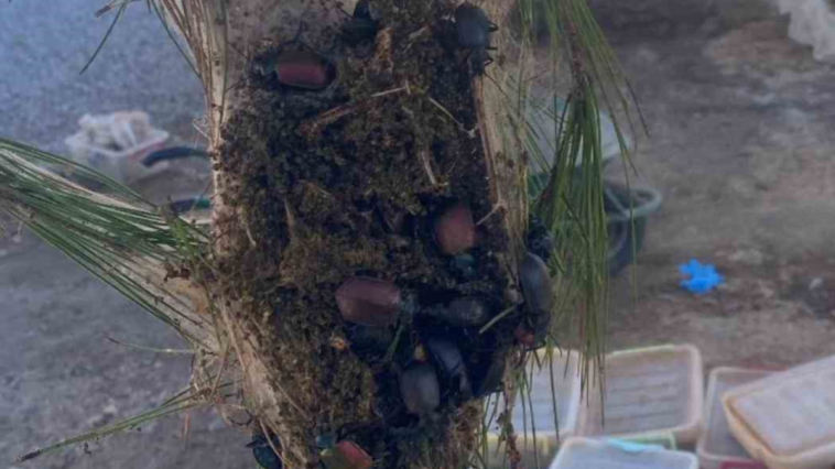 Terminatör böcekler işbaşında!