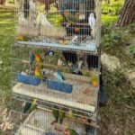 41 papağan pazarda satılmak istenirken kurtarıldı