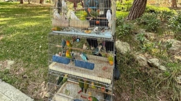 41 papağan pazarda satılmak istenirken kurtarıldı