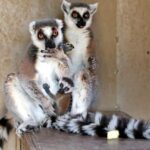 Hayvanat bahçesinde yeni yavru sevinci