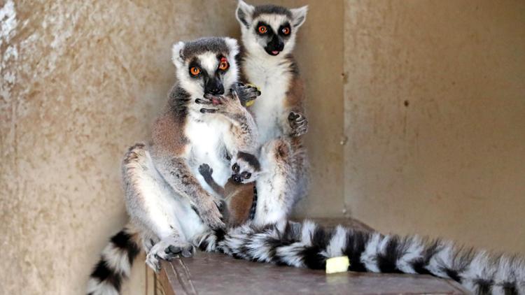 Hayvanat bahçesinde yeni yavru sevinci