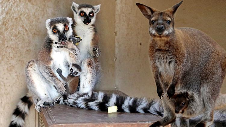 Antalyada hayvanat bahçesinde yeni yavru sevinci