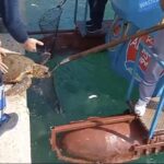 Misinaya dolanan deniz kaplumbağasını vatandaş kurtardı