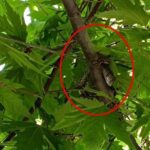 Okul bahçesinde yılan operasyonu