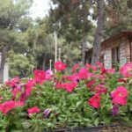 Hayatpark çiçek gibi oldu