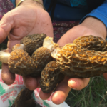 Akseki'de mantar toplama dönemi başladı