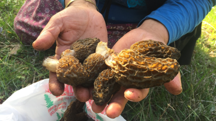 Akseki'de mantar toplama dönemi başladı