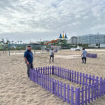 Aksu'da kum zambakları koruma altına alındı