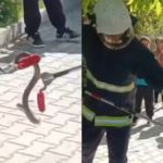 Alanya'da ilkokulda yılan paniği