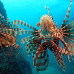 Antalya körfezine yeni balık türleri akın ediyor