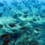 Antalya'da amatör balıkçılığı geliştirme hamlesi