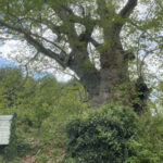 Asırlık çınar ziyaretçilerini bekliyor