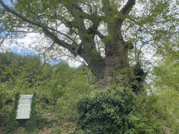 Asırlık çınar ziyaretçilerini bekliyor