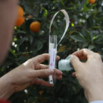 Avcı böcekler iş başında