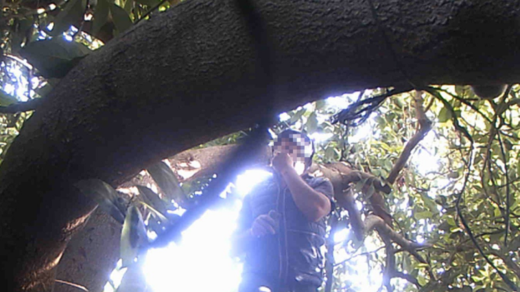 Avokado hırsızını fotokapan yakaladı