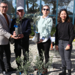 Büyükşehir'den Serik'e 700 zeytin fidesi hibesi