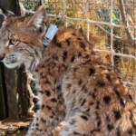 Cemile ve Toros'a uydu verici takıldı