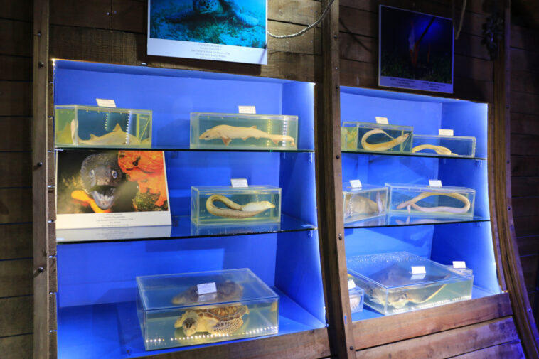 Deniz Müzesi'nde çalışmalar hızlandı