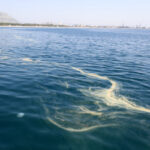 Denizdeki kirlilik değil, polen