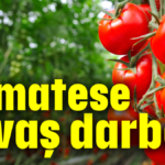 Domatese savaş darbesi