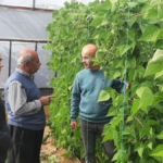 Gazipaşa'da hasat öncesi zirai ilaç kalıntısı denetimleri yapılıyor