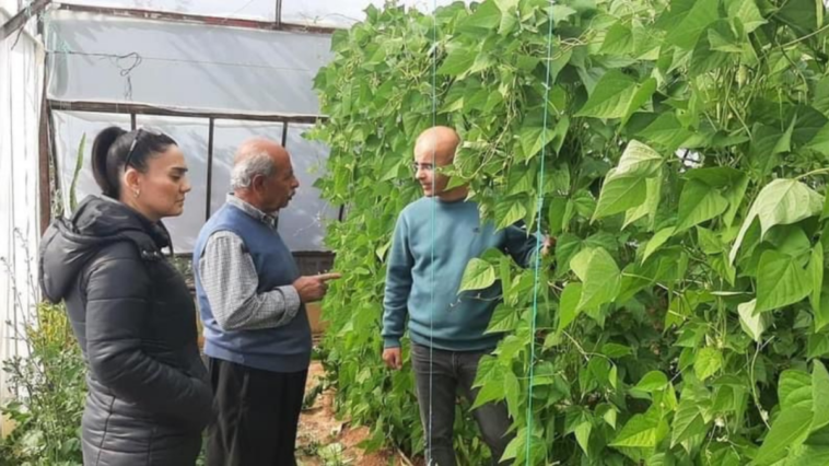Gazipaşa'da hasat öncesi zirai ilaç kalıntısı denetimleri yapılıyor